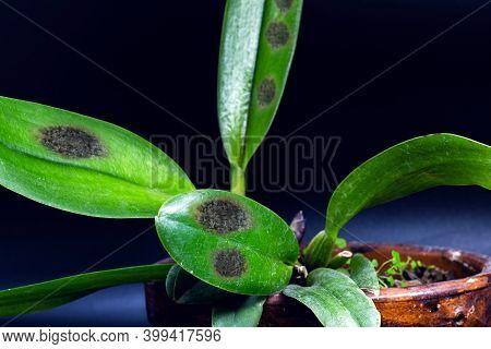 Detail Of Sick Orchid, Nursery Contaminated With Fungi And Bacteria. Black Spot Disease Or Rot, Brac
