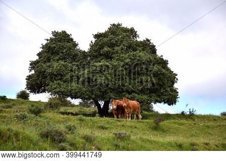 Postcard Landscape With Two Cows And A Huge Oak Tree In The Background Under Cloudy Blue Sky.