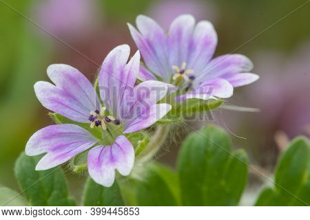 Doves Foot Cranesbill (geranium Molle)