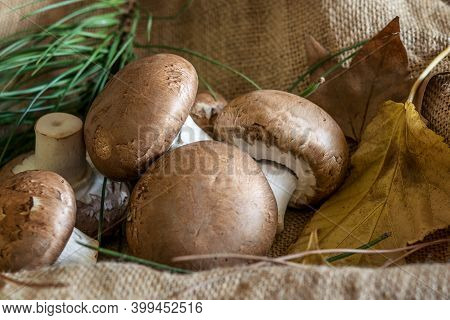 Group Of Ripe Raw Fresh Champignons With Autumn Leaves On The Arpillera Background.