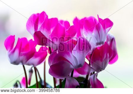 Cyclamen Persicum