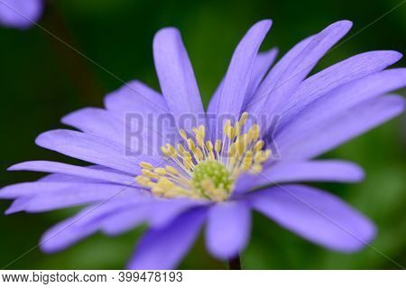 Blue Anemone (anemone Apennina)