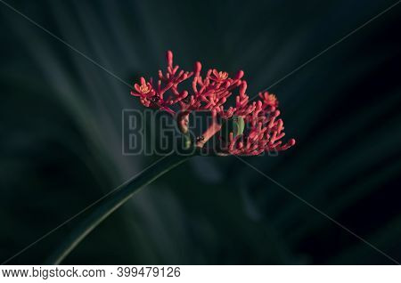 Softly Focus Of Red Bottleplant Shrub Flower(jatropha Podagrica) Are Blooming With Blurred Dark Gree