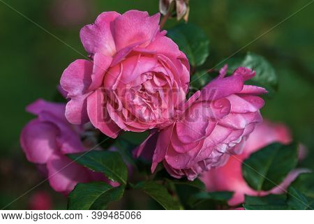 Bright Pink Garden Rose (flora Olomouc, Kolner Flora) Bred By Kordes, Germany