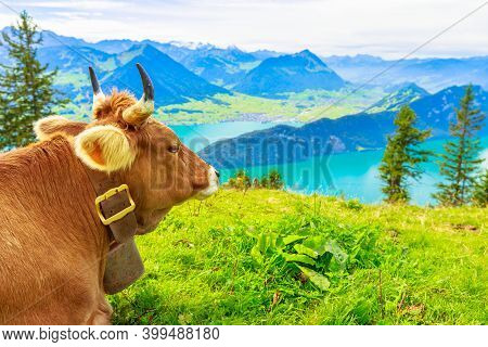 Portrait Of Brown Cow With Horns In Alpine Meadow Along Rigi-scheidegg Railway Trail Looking At Swis