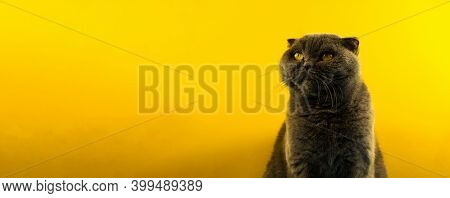 Cat Scottish Folge On A Plain Colored Yellow Background, Place For Text, Copy Space Banner Photo