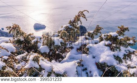 Juniper Branches And Cones Under Snow And Ice, Illuminated By Sunlight. Juniperus Oxycedrus. Winter 