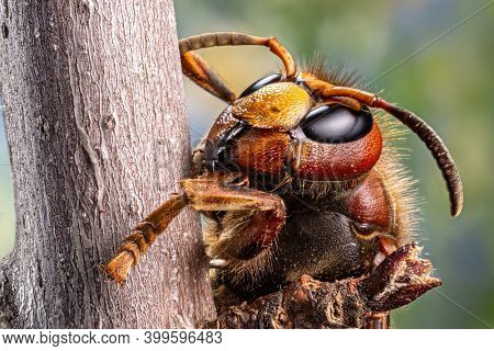 Macro shot of hornet insect. Top margin of the head and all body details are well seen on the picture. 