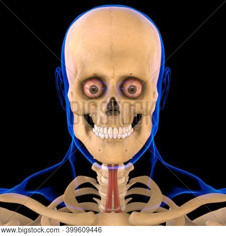 Sternohyoid Muscle Anatomy For Medical Concept 3D