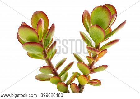 Crassula Portulacea Plant Isolated On White Background