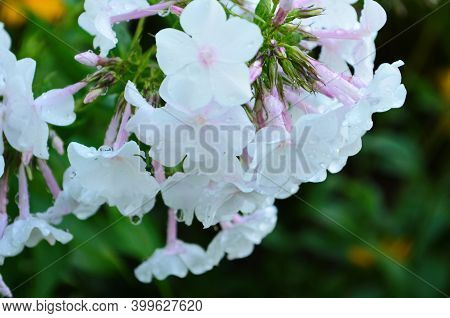 Phlox Paniculata, Fall Phlox, Garden Phlox Perennial Phlox