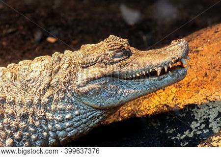 Spectacled Caiman (caiman Crocodilus)