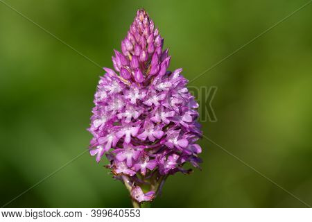 Close Up Of A Pyramid Orchid (anacamptis Pyramidalis) In Bloom