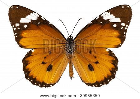 Kelebek türleri Danaus Chrysippus 