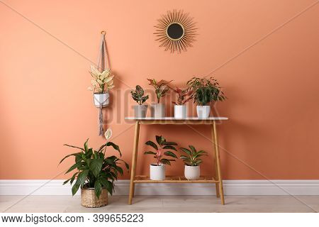 Different Houseplants On Table Near Orange Coral Wall