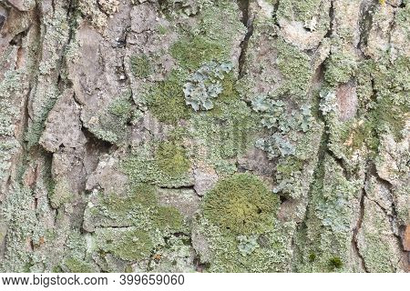 The Bark Of Plane Tree (platanus Acerifolia) Is A Nice Background , Macro Photo
