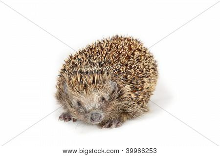 Igel zur Seite schauen