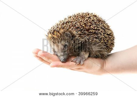 Niedliche Igel auf die Hand eines Mannes sitzend