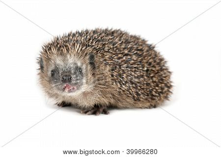 Igel schreiend an den Betrachter