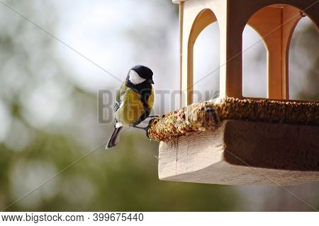 Tit On A Feeding Trough, On A Natural Bokeh Background. Feeding Birds In Winter.