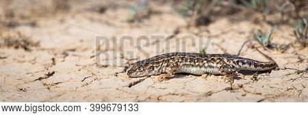 Steppe Runner Lizard Or Eremias Arguta Close On Dry Ground.