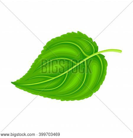 Green Petiolate Heart-shaped Sunflower Leaf With Fibers Vector Illustration
