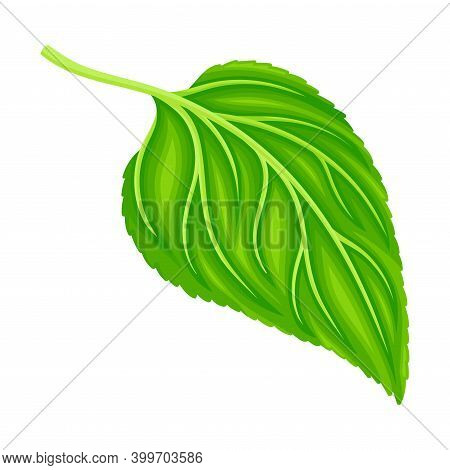 Green Petiolate Heart-shaped Sunflower Leaf With Fibers Vector Illustration