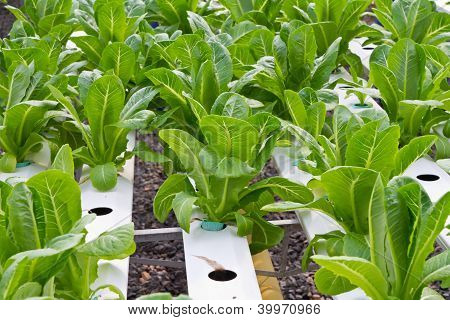 Hydrophonic piantagione, lattuga