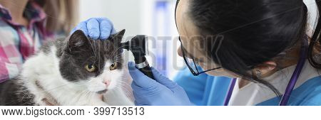 Veterinarian Examines The Cats Ear. Ear Disease In Pets Concept