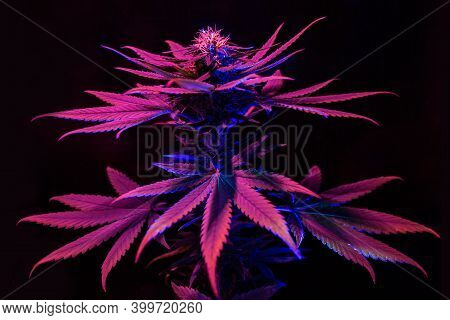Purple Pink Marijuana On Black Background With Colorful Ultraviolet Neon Led Fito Light. Cannabis Pl