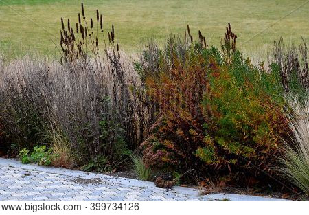 Perennial Beds With Ornamental Flowers And Grasses. Lightly Covered With A Layer Of Fresh Snow. The 