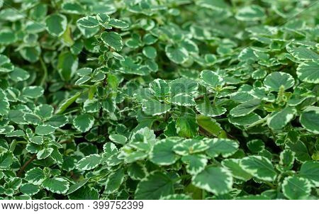 Background Of Plectranthus Amboinicus Mint Or Spanish Shyme Growing At Garden
