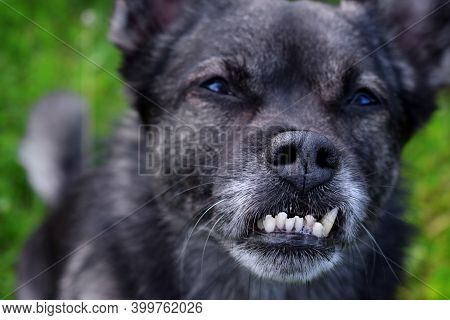 Close-up Of The Misaligned Teeth Of The Small Mixed Breed Dog With An Underbite. Canine Malocclusion