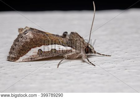 Adult Purslane Moth