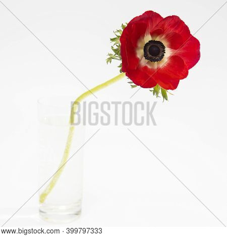 Red Flowers Of Anemone In The Glass Bottle On A White Background. Copy Space