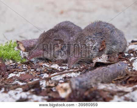 Greater White-toothed Shrew (crocidura Russula)