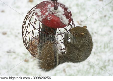 A Squirrel Trying To Steal Seeds From A Metal Bird Feeder In The Winter