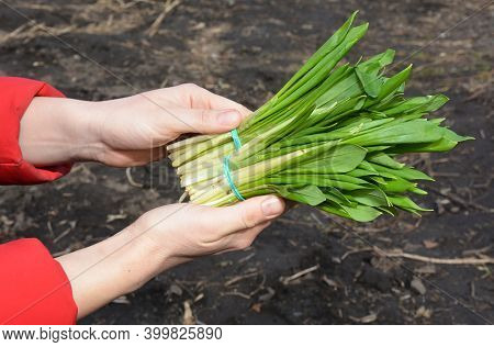 Healthy Eating In Spring: A Woman Is Holding Allium Ursinum, Wild Garlic, Ramsons, Buckrams, Broad-l