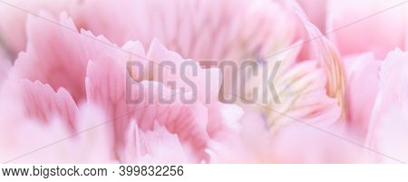 Retro Art, Vintage Card And Botanical Concept - Abstract Floral Background, Pale Pink Carnation Flow