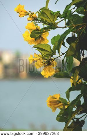 Yellow Trumpet Bush Flowers Which Is Shrub In Trumpet Vine Family.