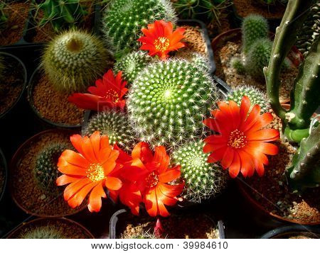 Rebutia virágok