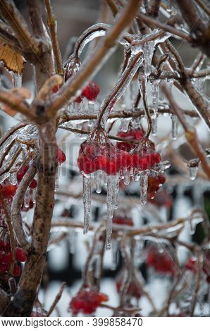 Viburnum Bush With Red Berries Covered With Ice After Icy Rain. Quality Image For Your Project.