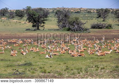 Herd Of Resting Springbok Antidorcas Marsupialis, In Green Kalahari, Deser After Rain Season, South 