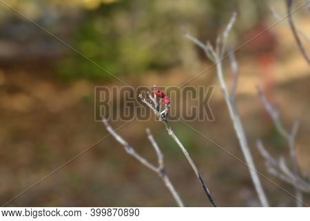 Flowering Dogwood Sweetwater Berries - Latin Name - Cornus Florida Sweetwater