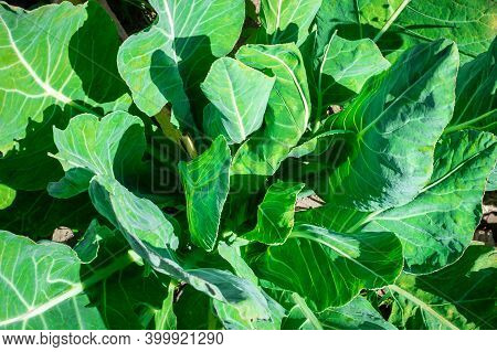 Background From Juicy Young Leaves Of White Cabbage That Grow On Fertile Soil. View From Above,