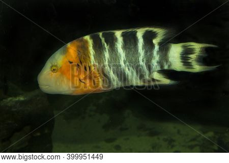 The Red-breasted Wrasse (cheilinus Fasciatus) In Aquarium.