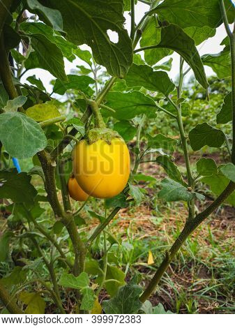 Fresh Yellow Eggplant Hanging On Tree In The Agricultural Garden. Yellow Brinjal Vegetable. Scientif