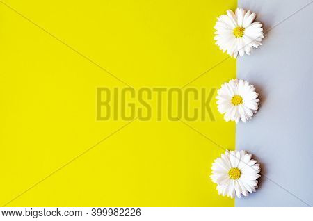 Chamomile Background In Trending Color 2021. Trending Color Combinations Of 2021.