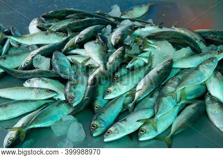 Fresh Mackerel Fish At The Market, Top View Photography, High Quality Image, Seefood Market