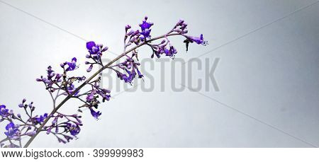 Scilla Siberica , Purple Color Flower Isolated On A White Background With Copy Space